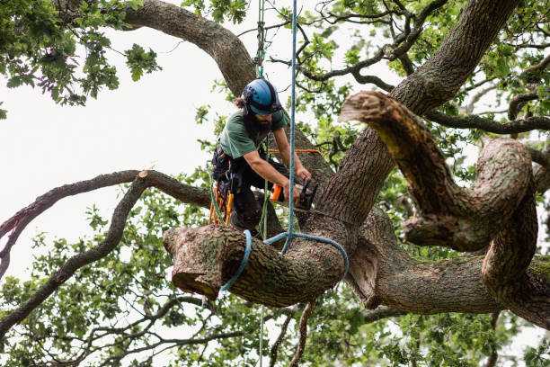 Best Tree Trimming and Pruning  in Kendall Park, NJ